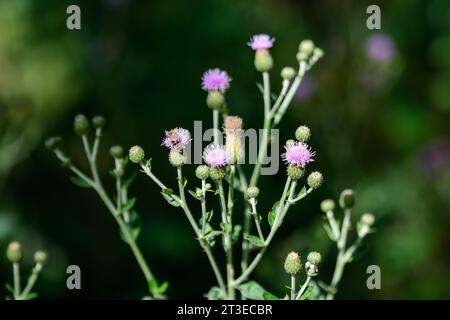 Délicate fleurs roses et pourpres de Carduus nutans plante, communément connu sous le nom de musc ou de nodding chardon sans plomb, dans un jardin dans un jour ensoleillé d'été, nati Banque D'Images