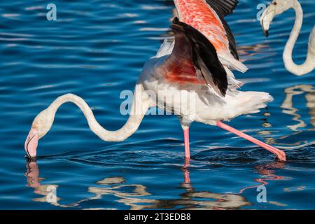 Le grand flamant rose (Phoenicopterus roseus) se rapproche de la marche ou de la pataugeoire dans l'eau du lagon tout en filtrant l'alimentation dans le Cap occidental sauvage, en Afrique du Sud Banque D'Images