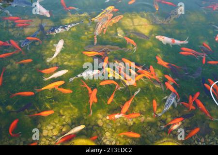 poisson koi et poisson rouge dans l'étang sur le fond du fond vert. Banque D'Images