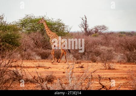 Une girafe réticulée solitaire dans le parc national de Tsavo East, au Kenya Banque D'Images