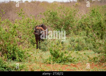 Un buffle mâle solitaire broutant dans la nature au parc national de Tsavo East, au Kenya Banque D'Images