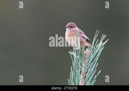 Femelle Stonechat-Saxicola rubicola perchée sur pin sylvestre Pinus sylvestris. Banque D'Images