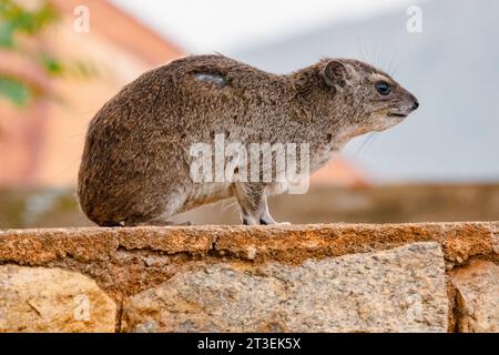 Un hyrax rocheux assis sur un rocher dans le parc national de Tsavo East au Kenya Banque D'Images