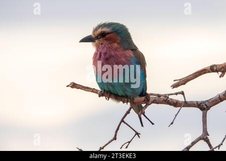 Rouleau à brises lilas dans le parc national de Tsavo East, Kenya Banque D'Images