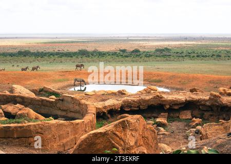 Un troupeau de zèbres à un point d'arrosage au parc national de Tsavo East, au Kenya Banque D'Images