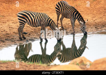 Un troupeau de zèbres à un point d'arrosage au parc national de Tsavo East, au Kenya Banque D'Images