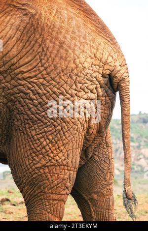 Vue arrière d'un éléphant d'Afrique - Loxodonta Africana au parc national de Tsavo East au Kenya Banque D'Images