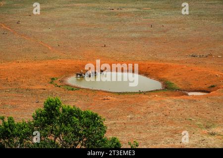 Un troupeau de zèbres à un point d'arrosage au parc national de Tsavo East, au Kenya Banque D'Images