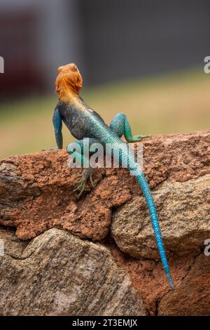 Un mâle Agama Lizard reposant sur un rocher dans le parc national de Tsavo East, au Kenya Banque D'Images