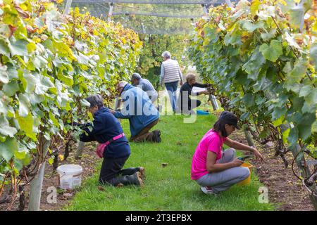 Vendanges au vignoble domaine du Braden à Quimper, par une association bretonne les amis de la vigne. Banque D'Images