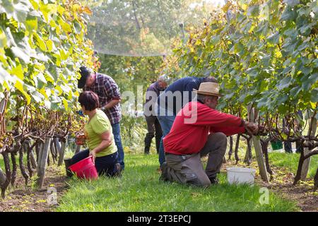 Vendanges au vignoble domaine du Braden à Quimper, par une association bretonne les amis de la vigne. Banque D'Images