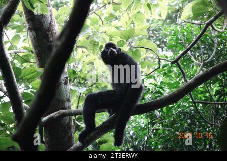 (231025) -- HAIKOU, 25 octobre 2023 (Xinhua) -- cette photo prise le 15 octobre 2023 montre un gibbon de Hainan dans la région de Bawangling du parc national de la forêt tropicale de Hainan, dans la province de Hainan, dans le sud de la Chine. Li Wenyong est un garde forestier du parc national de la forêt tropicale de Hainan dans la province insulaire du sud de la Chine. Il vit dans le village de Miao, dans le canton de Qingsong, qui est sous la juridiction du comté autonome de Baisha Li, et le village le plus proche de la zone de Bawangling du parc. C'est le cœur du pays du gibbon de Hainan. Les singes à crête noire ne peuvent être trouvés qu'à Hainan, et comme ils ont rarement mis f Banque D'Images