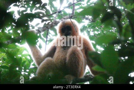 (231025) -- HAIKOU, 25 octobre 2023 (Xinhua) -- cette photo prise le 14 octobre 2023 montre un gibbon de Hainan dans la région de Bawangling du parc national de la forêt tropicale de Hainan, dans la province de Hainan, dans le sud de la Chine. Li Wenyong est un garde forestier du parc national de la forêt tropicale de Hainan dans la province insulaire du sud de la Chine. Il vit dans le village de Miao, dans le canton de Qingsong, qui est sous la juridiction du comté autonome de Baisha Li, et le village le plus proche de la zone de Bawangling du parc. C'est le cœur du pays du gibbon de Hainan. Les singes à crête noire ne peuvent être trouvés qu'à Hainan, et comme ils ont rarement mis f Banque D'Images