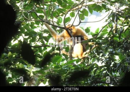 (231025) -- HAIKOU, 25 octobre 2023 (Xinhua) -- cette photo prise en 2022 montre des gibbons de Hainan dans la région de Bawangling du parc national de la forêt tropicale humide de Hainan, dans la province de Hainan, dans le sud de la Chine. Li Wenyong est un garde forestier du parc national de la forêt tropicale de Hainan dans la province insulaire du sud de la Chine. Il vit dans le village de Miao, dans le canton de Qingsong, qui est sous la juridiction du comté autonome de Baisha Li, et le village le plus proche de la zone de Bawangling du parc. C'est le cœur du pays du gibbon de Hainan. Les singes à crête noire ne peuvent être trouvés qu'à Hainan, et comme ils y mettent rarement le pied Banque D'Images