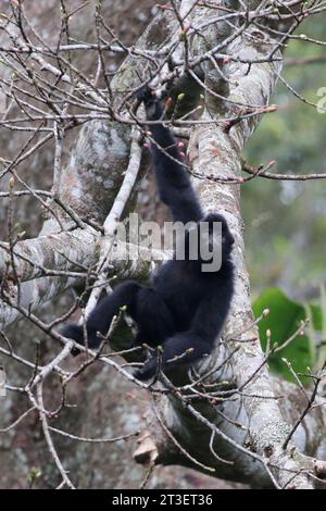 (231025) -- HAIKOU, 25 octobre 2023 (Xinhua) -- cette photo prise en 2022 montre un gibbon de Hainan dans la région de Bawangling du parc national de la forêt tropicale de Hainan, dans la province de Hainan, dans le sud de la Chine. Li Wenyong est un garde forestier du parc national de la forêt tropicale de Hainan dans la province insulaire du sud de la Chine. Il vit dans le village de Miao, dans le canton de Qingsong, qui est sous la juridiction du comté autonome de Baisha Li, et le village le plus proche de la zone de Bawangling du parc. C'est le cœur du pays du gibbon de Hainan. Les singes à crête noire ne peuvent être trouvés qu'à Hainan, et comme ils ont rarement mis le pied sur Th Banque D'Images