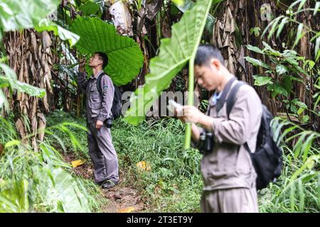 (231025) -- HAIKOU, 25 octobre 2023 (Xinhua) -- Li Wenyong (à gauche) et son collègue se réfugient contre la pluie dans la région de Bawangling du parc national de la forêt tropicale de Hainan, province de Hainan, dans le sud de la Chine, le 18 octobre 2023. Li Wenyong est un garde forestier du parc national de la forêt tropicale de Hainan dans la province insulaire du sud de la Chine. Il vit dans le village de Miao, dans le canton de Qingsong, qui est sous la juridiction du comté autonome de Baisha Li, et le village le plus proche de la zone de Bawangling du parc. C'est le cœur du pays du gibbon de Hainan. Les singes à crête noire ne peuvent être trouvés qu'à Hainan, et comme Th Banque D'Images