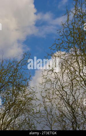 Dragons griffes saules branches avec de nouvelles feuilles et des fleurs contre le ciel bleu - nom latin - Salix matsudana tortuosa. Banque D'Images