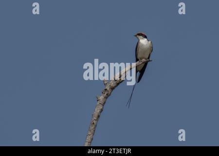 Hirondelle à queue métallique (Hirundo smithii), parc national de Bandhavgarh, Inde. Banque D'Images