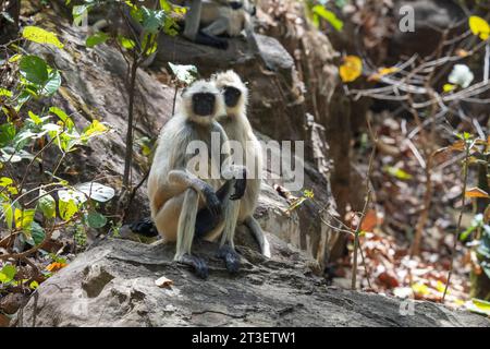 Langue commune (Semnopithecus Entellus), parc national de Bandhavgarh, Inde. Banque D'Images