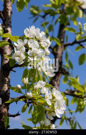 Le poirier fleurit de près. fleurs blanches et bourgeons de l'arbre fruitier. La lumière du soleil tombe sur les fleurs de poire. À l'aube, les fleurs des arbres paraissent magnifiques Banque D'Images