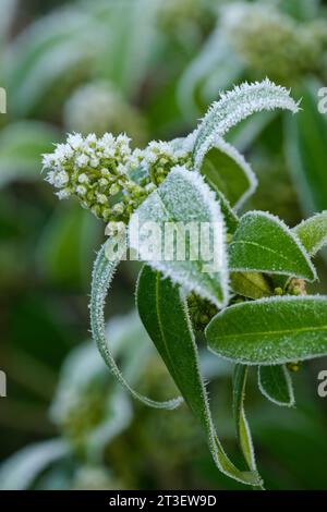 Skimmia × confusa Kew Green, Skimmia Kew Green, Skimmia japonica Kew Green, de grandes grappes de gelées recouvertes de petites fleurs jaune verdâtre au printemps Banque D'Images