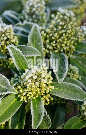 Skimmia × confusa Kew Green, Skimmia Kew Green, Skimmia japonica Kew Green, de grandes grappes de gelées recouvertes de petites fleurs jaune verdâtre au printemps Banque D'Images