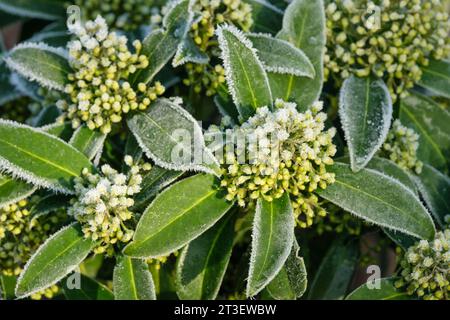 Skimmia × confusa Kew Green, Skimmia Kew Green, Skimmia japonica Kew Green, de grandes grappes de gelées recouvertes de petites fleurs jaune verdâtre au printemps Banque D'Images