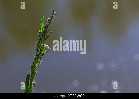 L'herbe verte fraîche avec des gouttes de rosée close up. L'eau driops sur l'herbe fraîche après la pluie. La lumière rosée du matin sur l'herbe verte. Banque D'Images