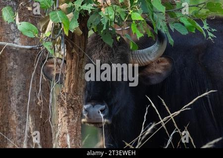 Gaur indien (Bos gaurus), parc national de Bandhavgarh, Inde. Banque D'Images