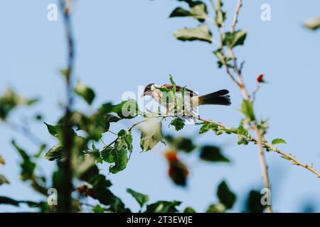 L'oiseau Bulbul à tête suie est un membre de la famille des Pycnonotidae et se perche sur l'arbre Banque D'Images