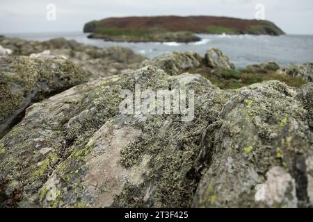 Lichen poussant sur des rochers surplombant le Sound et le veau de Man, île de Man Banque D'Images