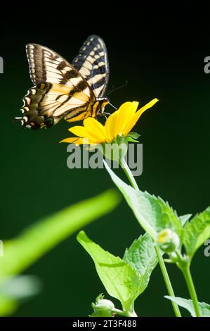 Papillon à queue d'aronde tigre de l'est perché sur une fleur jaune Banque D'Images