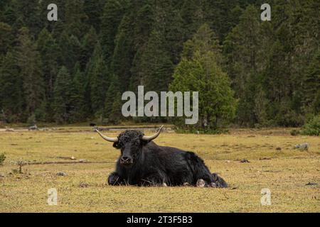 Yak noir tibétain pavant et reposant sur le pâturage Banque D'Images