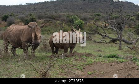 Mère rhinocéros blanc et son veau sub-adulte Banque D'Images