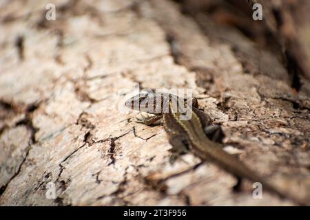 Lézard vivipare sur un tronc d'arbre, Pologne orientale Banque D'Images