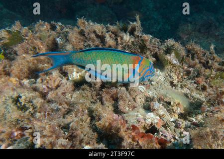 Lasse ornée masculine (Thalassoma pavo) Banque D'Images