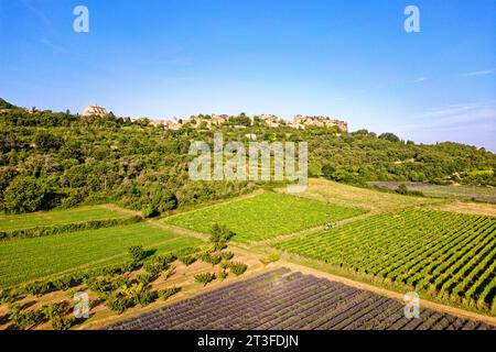 France, Vaucluse, Parc naturel régional du Luberon, Saignon, village perché sur le rocher de Bellevue, lavande (Lavandula sp) en face du village Banque D'Images