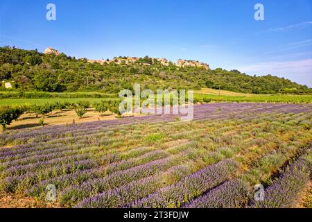 France, Vaucluse, Parc naturel régional du Luberon, Saignon, village perché sur le rocher de Bellevue, lavande (Lavandula sp) en face du village Banque D'Images