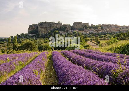 France, Vaucluse, Parc naturel régional du Luberon, Saignon, village perché sur le rocher de Bellevue, lavande (Lavandula sp) en face du village Banque D'Images