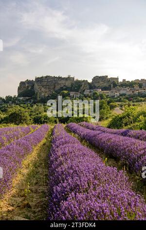 France, Vaucluse, Parc naturel régional du Luberon, Saignon, village perché sur le rocher de Bellevue, lavande (Lavandula sp) en face du village Banque D'Images