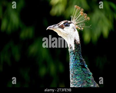 Tête de perruque ou de peahen, paon femelle, pavo cristatus. Portrait d'oiseau domestiqué avec fond flou Banque D'Images