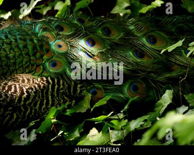 Détail et gros plan d'une queue de paon, pavo cristatus avec plumage coloré et motif naturel de la plume Banque D'Images