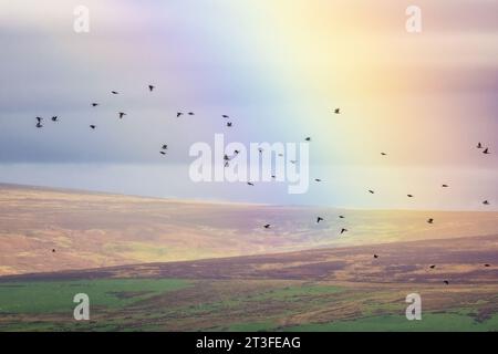 Faune et météo au Royaume-Uni - 25 octobre 2023 - Flock of Fieldfares (Turdus pilaris), récemment arrivé en migration, survole un arc-en-ciel avec des landes au-delà. Ilkley, West Yorkshire Angleterre crédit : Rebecca Cole/Alamy Live News Banque D'Images