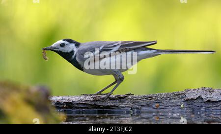 Mâle adulte réussi Wagtail blanc (motacilla alba) tient une chenille en bec pour ses enfants Banque D'Images