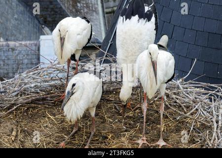 France, Meurthe-et-Moselle (54), pays du Saintois, Haroué, cigognes blanches (Ciconia ciconia), quatre bébés cigognes d'environ 60 jours dans leur nid sur le Banque D'Images