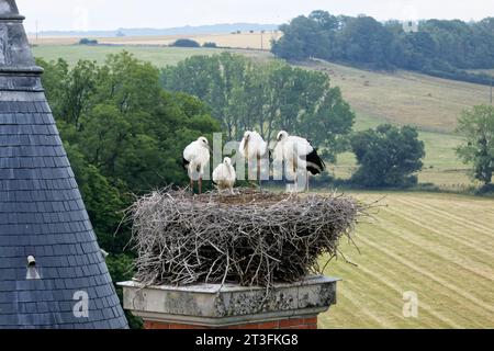 France, Meurthe-et-Moselle (54), pays du Saintois, Haroué, cigognes blanches (Ciconia ciconia), quatre bébés cigognes d'environ 60 jours dans leur nid sur le château de Haroué (vue aérienne) Banque D'Images