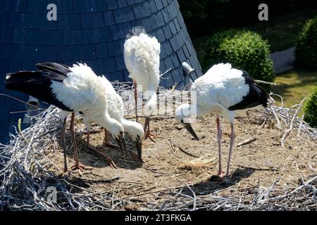 France, Meurthe-et-Moselle (54), pays du Saintois, Haroué, cigognes blanches (Ciconia ciconia), quatre bébés cigognes d'environ 60 jours dans leur nid sur le Banque D'Images