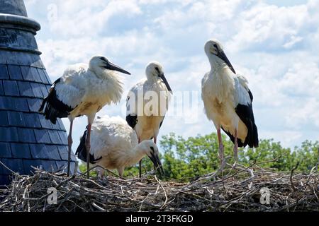 France, Meurthe-et-Moselle (54), pays du Saintois, Haroué, cigognes blanches (Ciconia ciconia), quatre bébés cigognes d'environ 60 jours dans leur nid sur le château de Haroué (vue aérienne) Banque D'Images