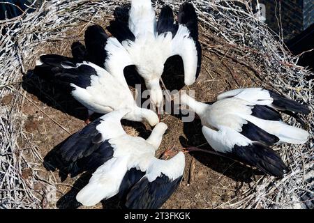 France, Meurthe-et-Moselle, pays du Saintois, Haroué, cigognes blanches (Ciconia ciconia), quatre bébés cigognes d'environ 60 jours qui se battent pour se nourrir dans leur nid sur le château de Haroué (vue aérienne ) Banque D'Images