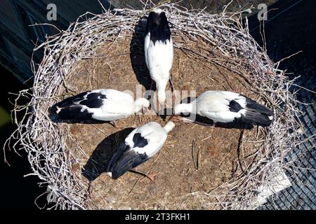 France, Meurthe-et-Moselle, pays du Saintois, Haroué, cigognes blanches (Ciconia ciconia), quatre bébés cigognes d'environ 60 jours se battant pour la nourriture dans leur ne Banque D'Images